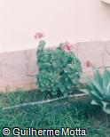 Pelargonium x hortorum