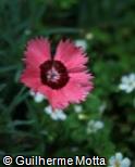 Dianthus chinensis ´Ruby Sparkles´
