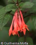(FUTR2) Fuchsia triphylla ´Flogman´
