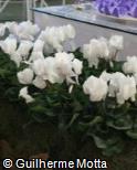Cyclamen persicum var. persicum ´Pure White Compact´