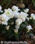 Rhododendron ´Mont Blanc´