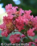 Lagerstroemia indica ´Pink Velour´