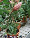 Protea cynaroides ´Mini King´
