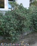 (EUBA) Euphorbia balsamifera