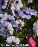(PEHY15) Petunia × hybrida ´Blue Veined´