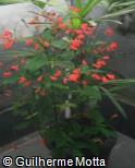 Ruellia brevifolia