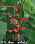 Heliconia collinsiana