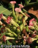 Nicotiana tabacum