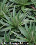 (ALBR2) Aloe brevifolia