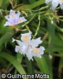 (IRJA2) Iris japonica