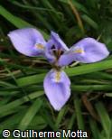 (IRUN) Iris unguicularis