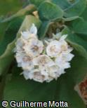 Dombeya burgessiae