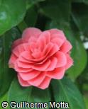 Camellia  ´Black Lace´
