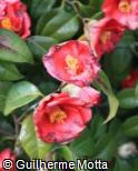 Camellia japonica ´Unryu´