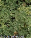 Pelargonium graveolens ´Lady Plymouth´