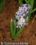 (HYOR2) Hyacinthus orientalis