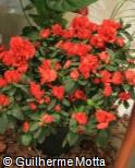 (RHHE) Rhododendron  ´Hector´