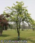 (PRDO) Prunus domestica