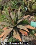 (ALMA4) Aloe macrocarpa