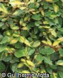 (ELPU3) Elaeagnus pungens ´Gold Splash´