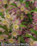 (DENO4) Dendrobium nobile ´Peace´