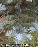 Picea pungens ´Koster´
