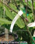 (MAST2) Magnolia stellata ´Rosea´