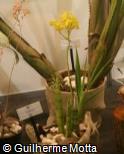 (CYAN) Cyrtopodium andersonii