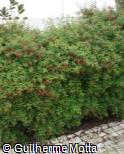 Fuchsia × hybrida ´David´