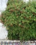 Fuchsia × hybrida ´David´