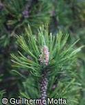 (PIMU) Pinus mugo