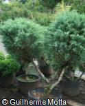 Juniperus virginiana ´Glauca´