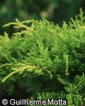 Juniperus horizontalis ´Golden Carpet´
