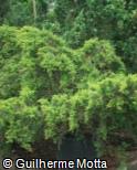 Juniperus horizontalis ´Golden Carpet´