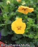 (VIWI14) Viola × wittrockiana ´Sorbet Yellow Delight´