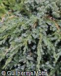 (JUSQ4) Juniperus squamata ´Blue Carpet´