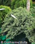 Juniperus procumbens ´Nana´