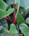 (PHIM3) Philodendron  ´Imperial Green´