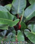 Philodendron ´Imperial Green´