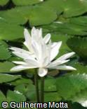 (NYLO) Nymphaea lotus