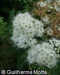 Spiraea japonica ´Albiflora´