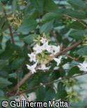 Abelia chinensis