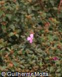 (CEFL) Centradenia floribunda