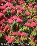 Rhododendron  ´Cynthia´