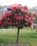 Rhododendron  ´Cynthia´