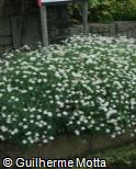 Argyranthemum foeniculaceum ´Donington Hero´