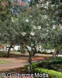 Nerium oleander ´Ed Barr´