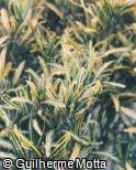 (COVA16) Codiaeum variegatum ´Banana´