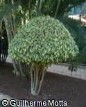 Ficus benjamina ´Variegata´