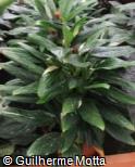 (PHCO) Philodendron  ´Cobra´